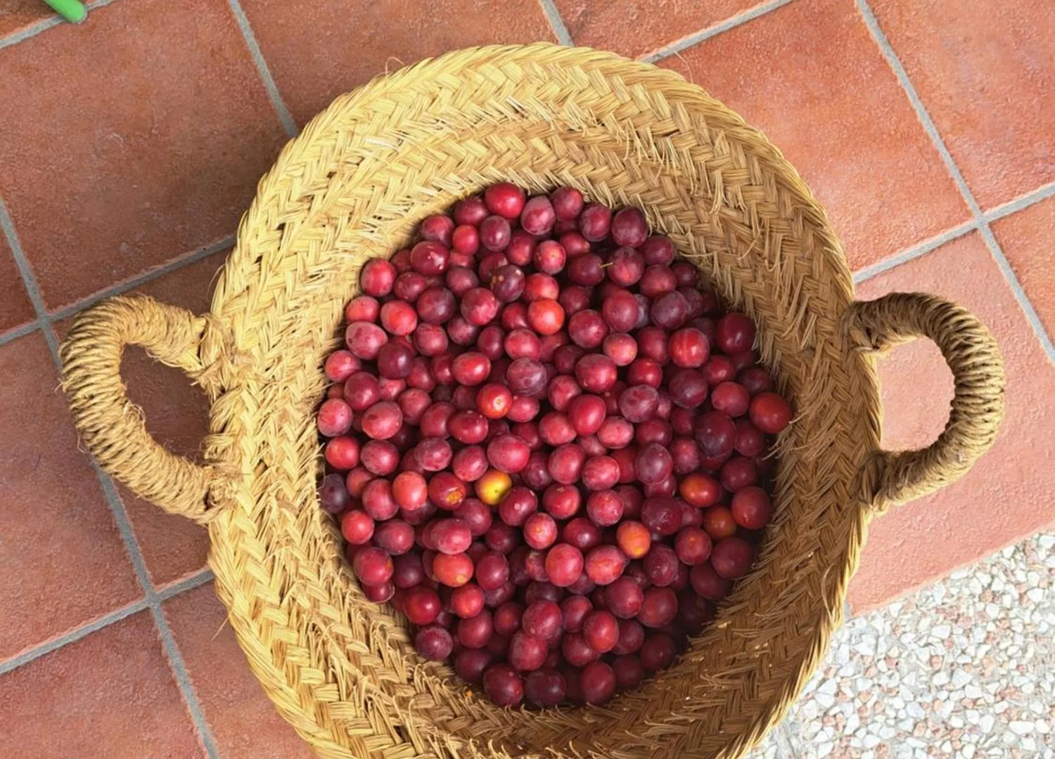 مزرعة للإقامة Agriturismo La Tortorella Macchiascandona إيطاليا
