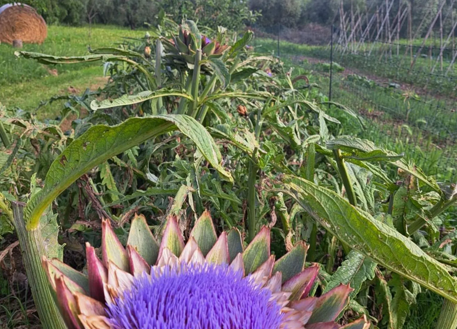 Agriturismo La Tortorella Macchiascandona 0*,